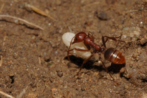 Mravi. Zašto vlasnici roba? Mravi. Zašto vlasnici roba?